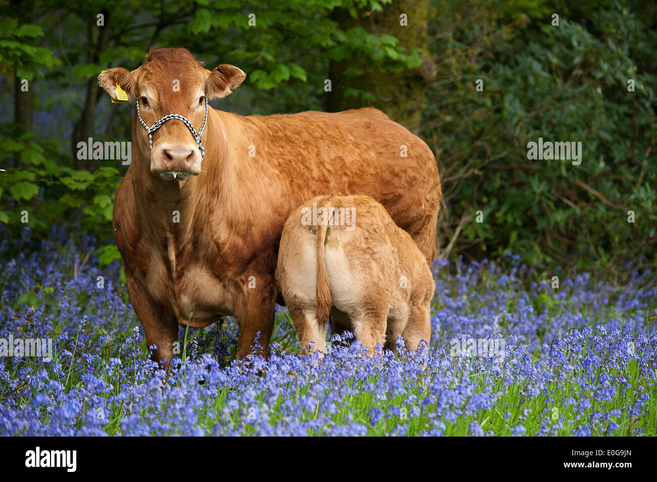 Jackpot Netherhall, Cumbria, Regno Unito. Il 12 maggio 2014. Se andate giù per i boschi oggi.Non abbastanza la vostra tradizionale molla foto, ma Limousin mucca Cloughhead Ainsi godendo la molla meteo con il suo vitello Jackpot Netherhall, vicino a Kirkby Lonsdale, Cumbria. Credito: Wayne HUTCHINSON/Alamy Live News Foto Stock