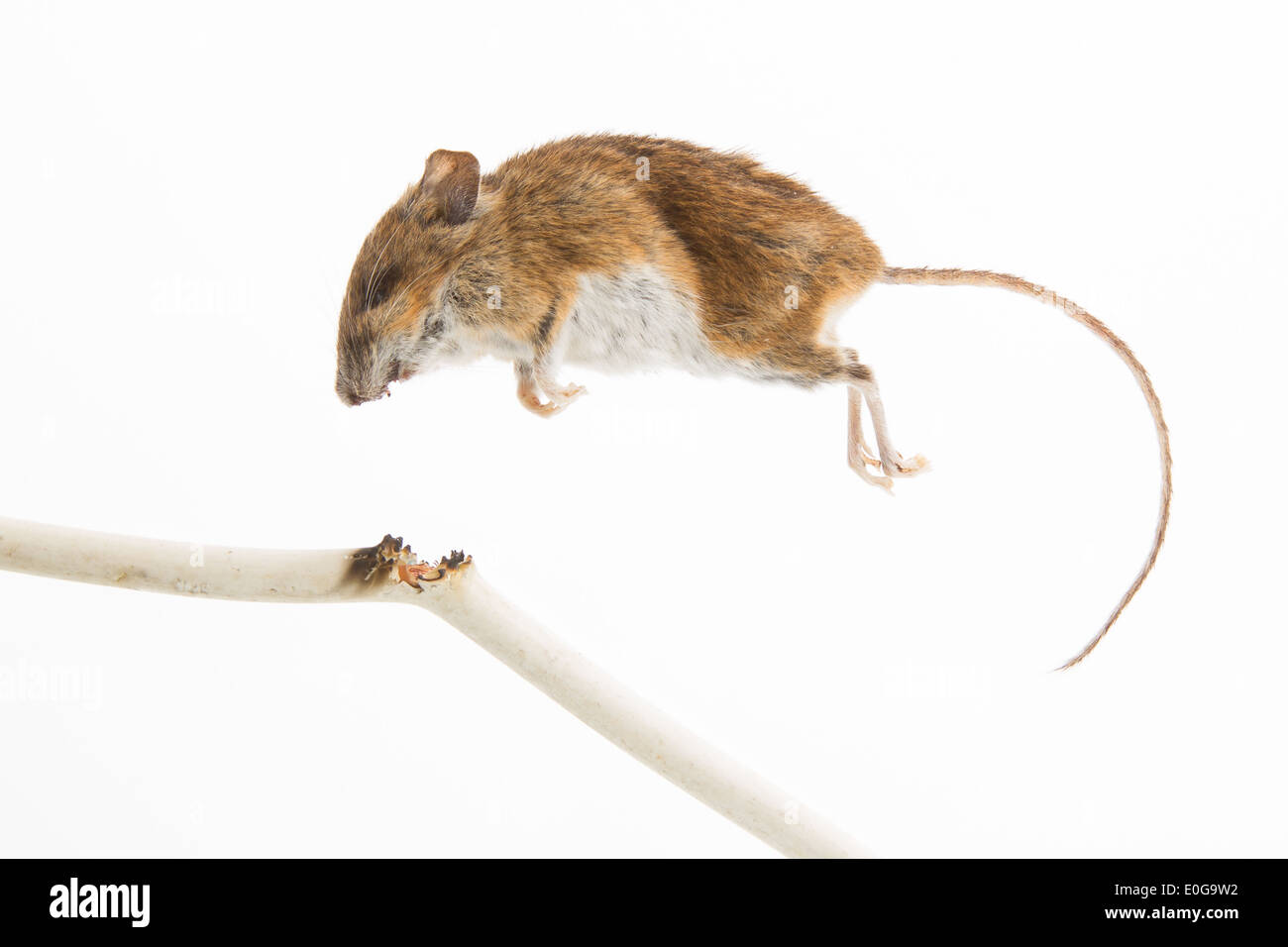 Mouse ucciso da masticare su un cavo di alimentazione Foto Stock