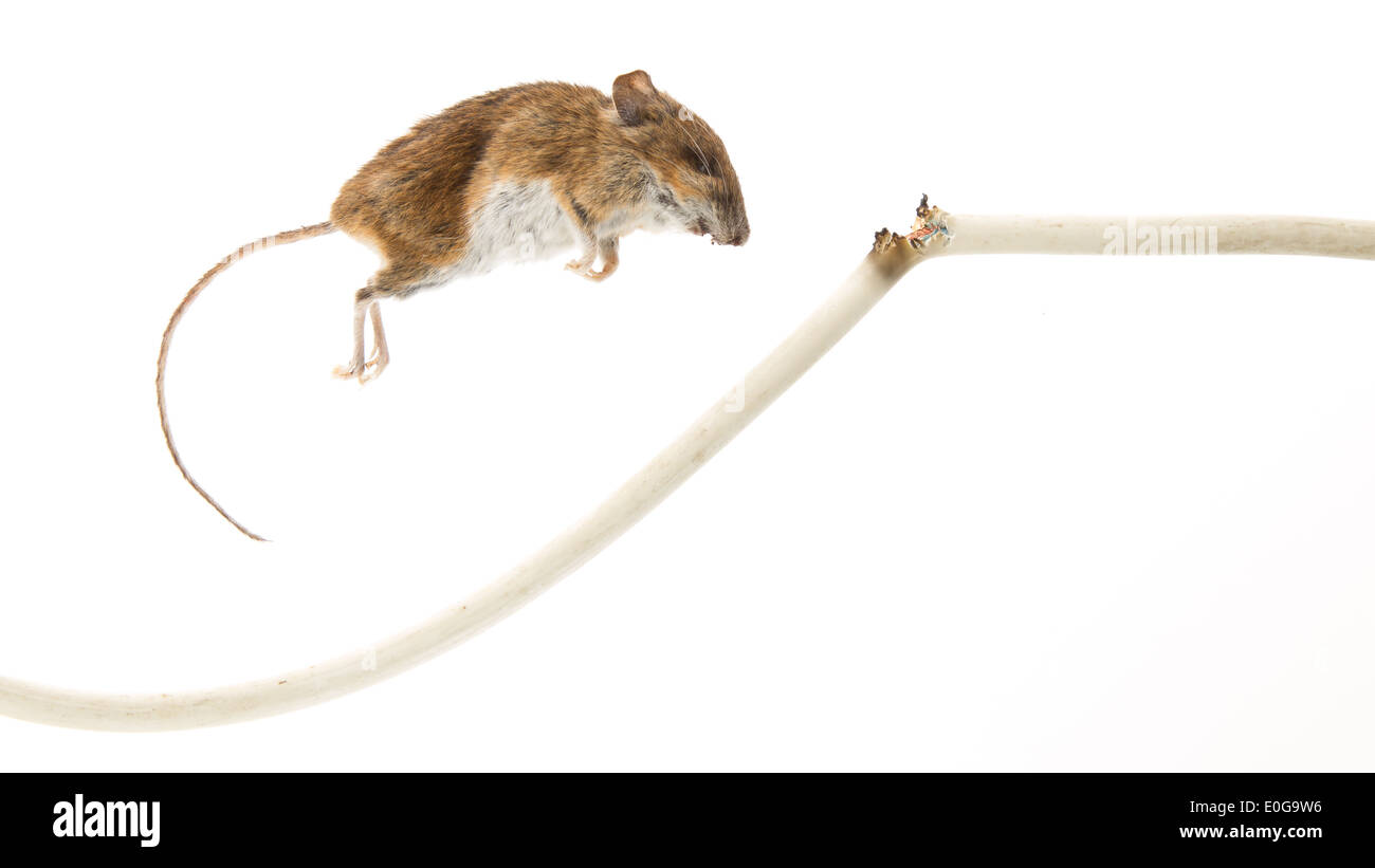 Mouse ucciso da masticare su un cavo di alimentazione Foto Stock