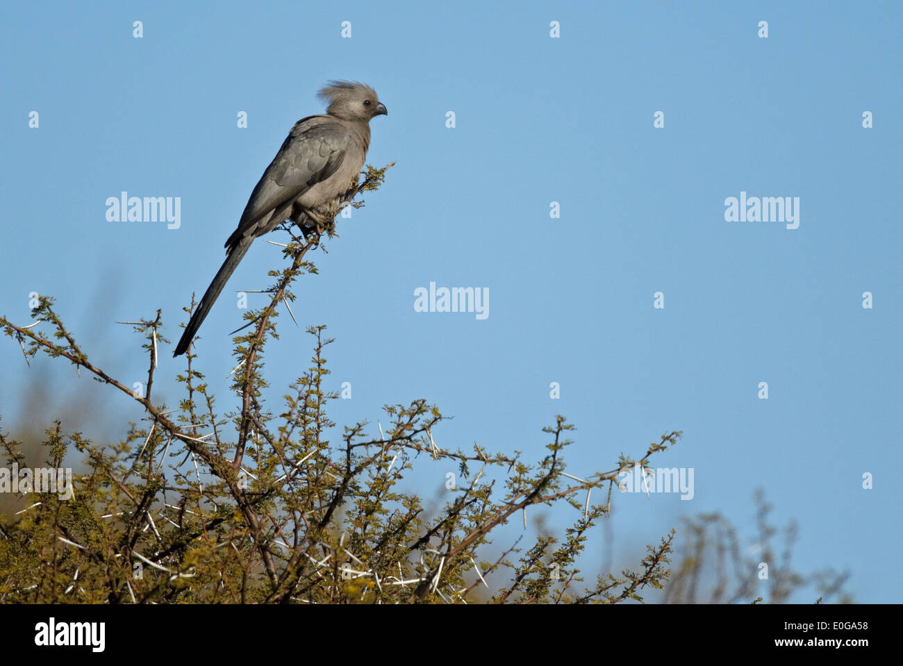 Grigio Go-away-bird (Corythaixoides concolor) arroccato in cima a un albero. Polokwane Game Reserve, Limpopo, Foto Stock