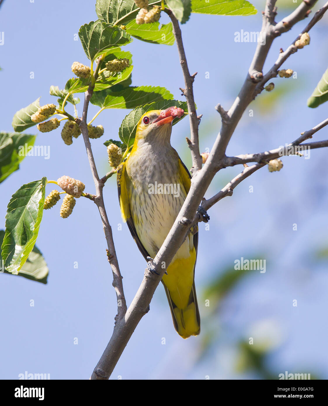 Rigogolo Oriolus oriolus Phasouri Cipro può Foto Stock