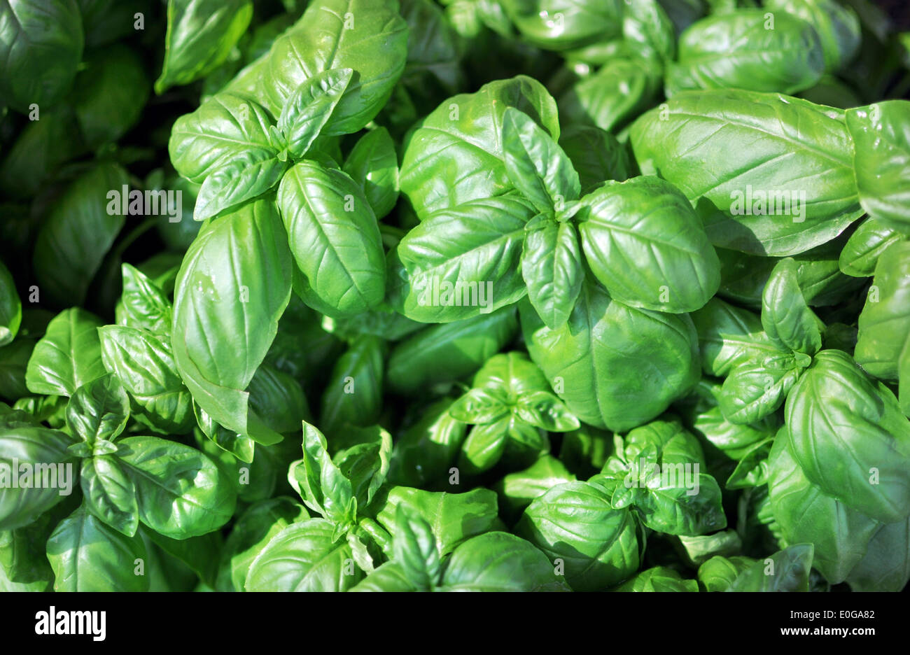 Il verde delle foglie di basilico fresco, ingrediente del pesto italiano Foto Stock