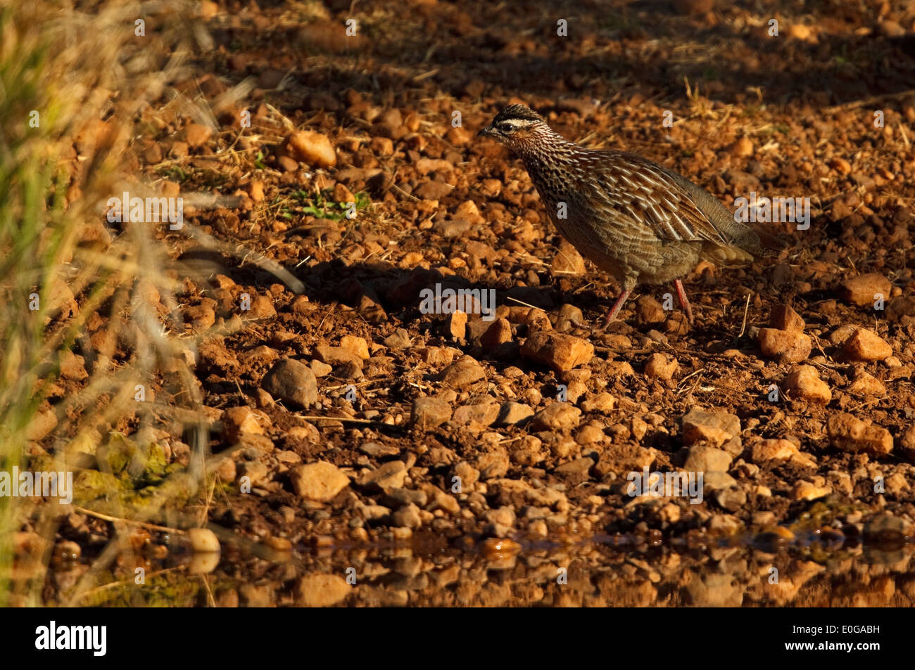 Crested Francolin (Dendroperdix sephaena ssp. sephaena). Polokwane Game Reserve, Limpopo, Foto Stock