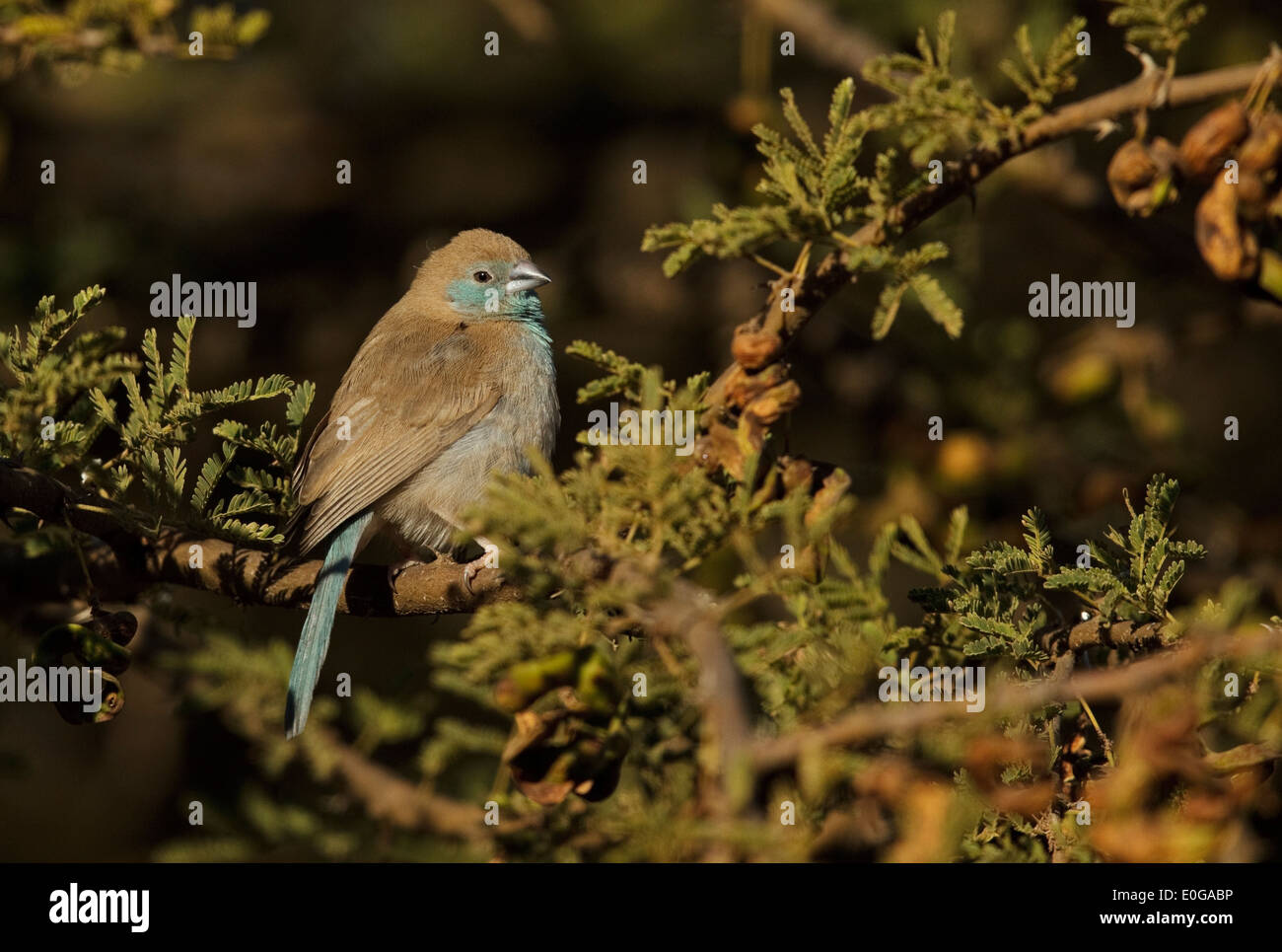 Blue Waxbill (Uraeginthus angolensis) femmina, Polokwane Game Reserve, Limpopo, Foto Stock