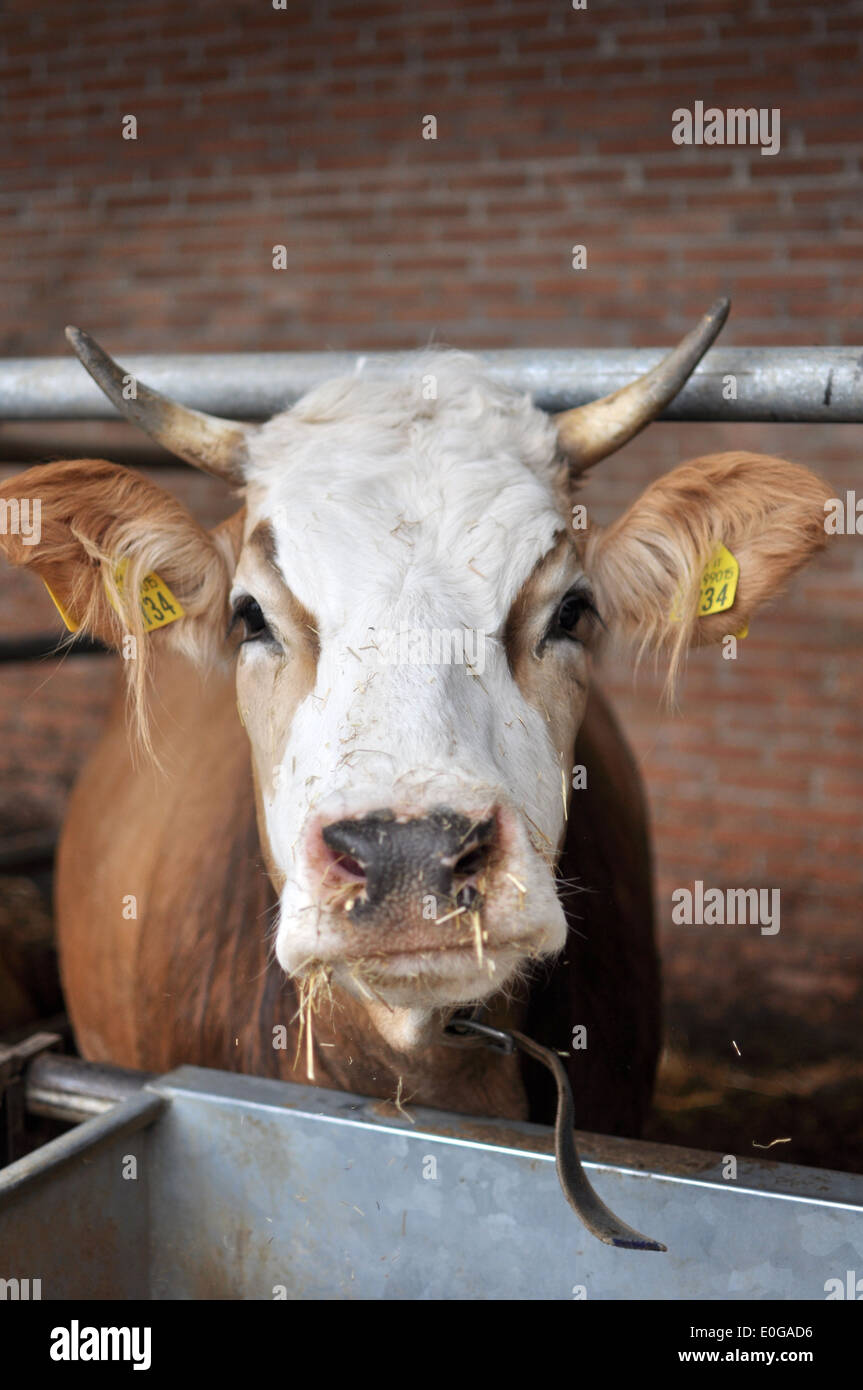 Mucca nella stalla Foto Stock