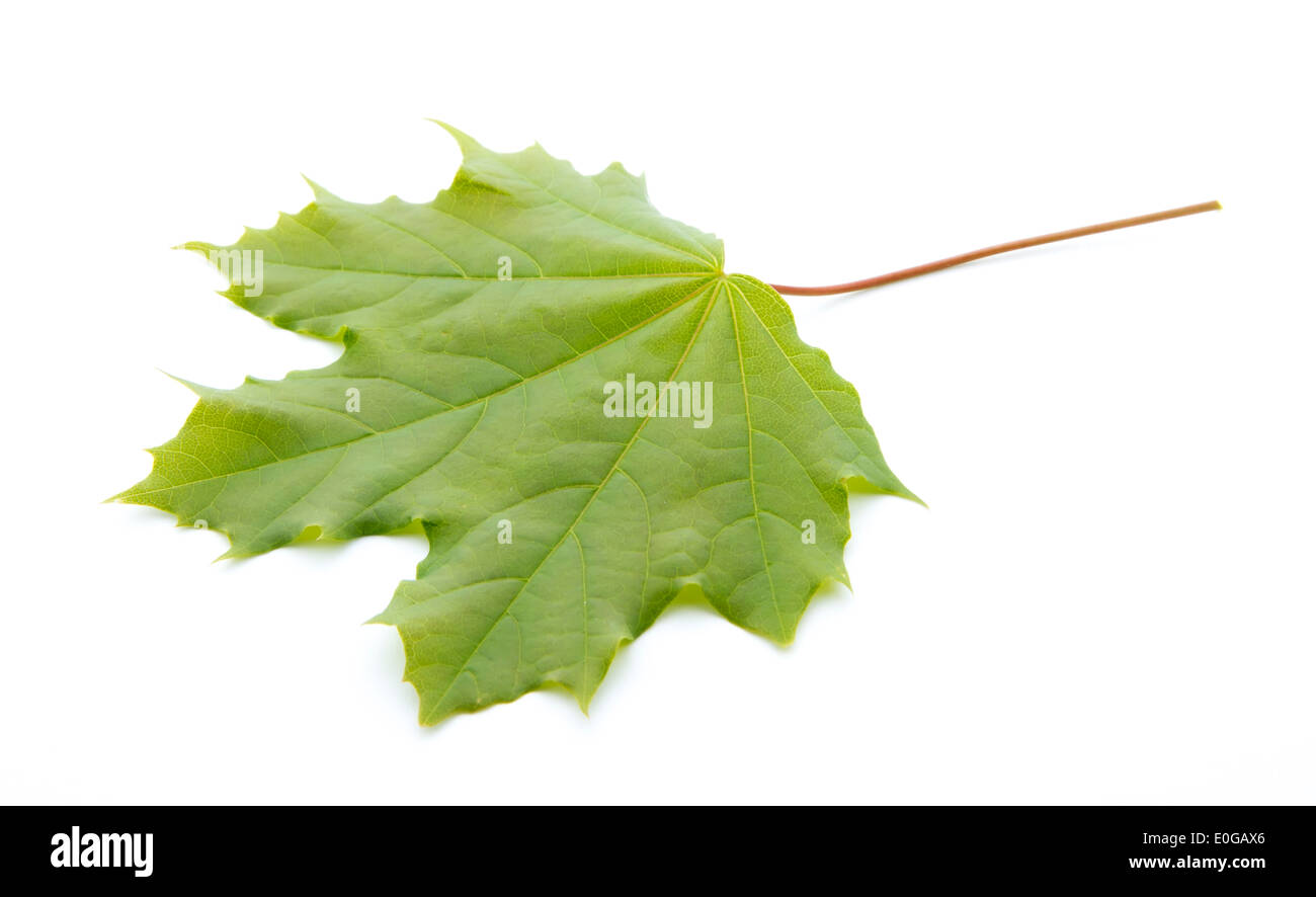 Giovane Acero verde foglia d'albero isolato su sfondo bianco Foto Stock