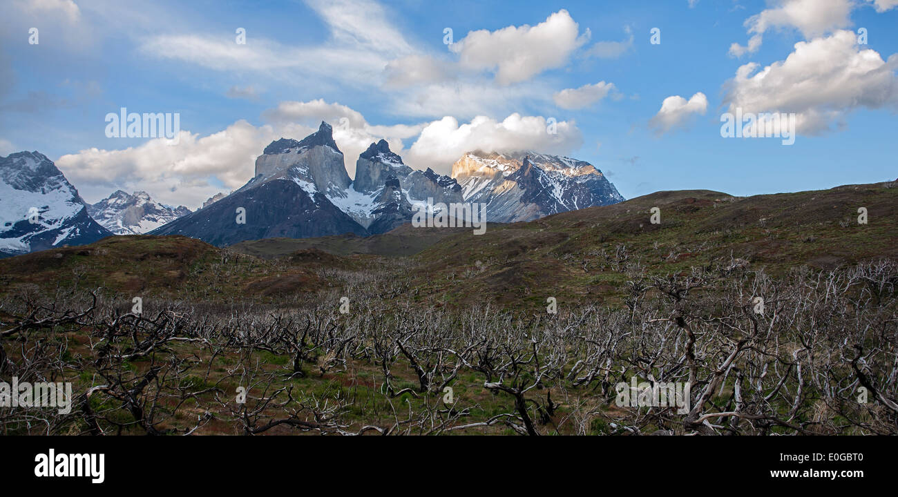 Le Corna del Paine massiccio e alberi bruciati (dopo il 2011 fire). Parco Nazionale di Torres del Paine. La Patagonia. Cile Foto Stock