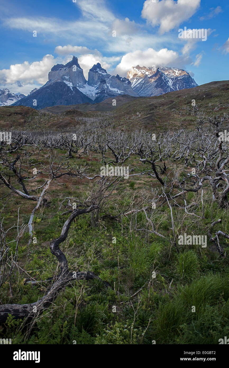 Le Corna del Paine massiccia e alberi bruciati (dopo il 2012 fire). Parco Nazionale di Torres del Paine. La Patagonia. Cile Foto Stock