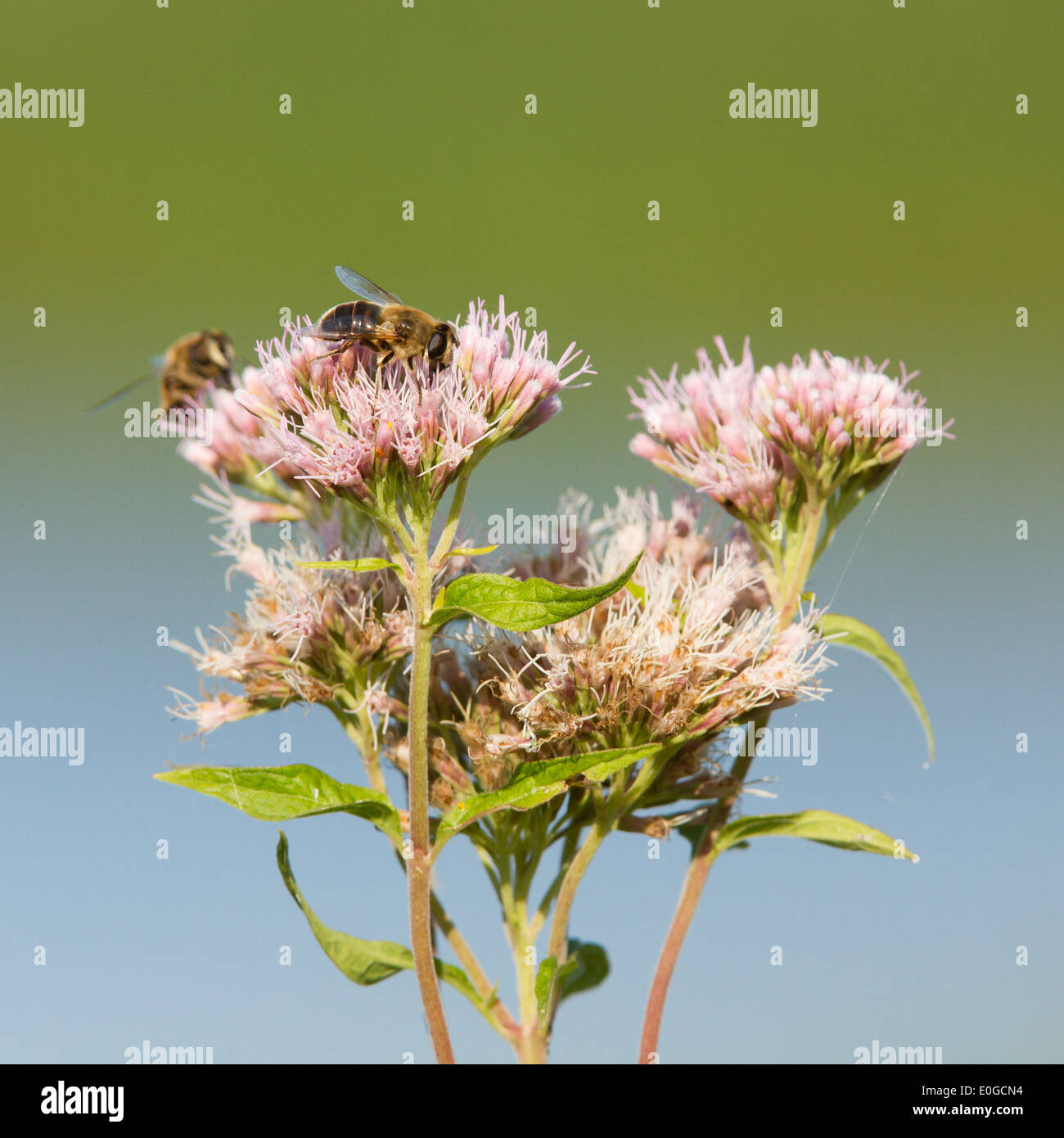 Due api isolate su un fiore rosa uno sfondo morbido Foto Stock