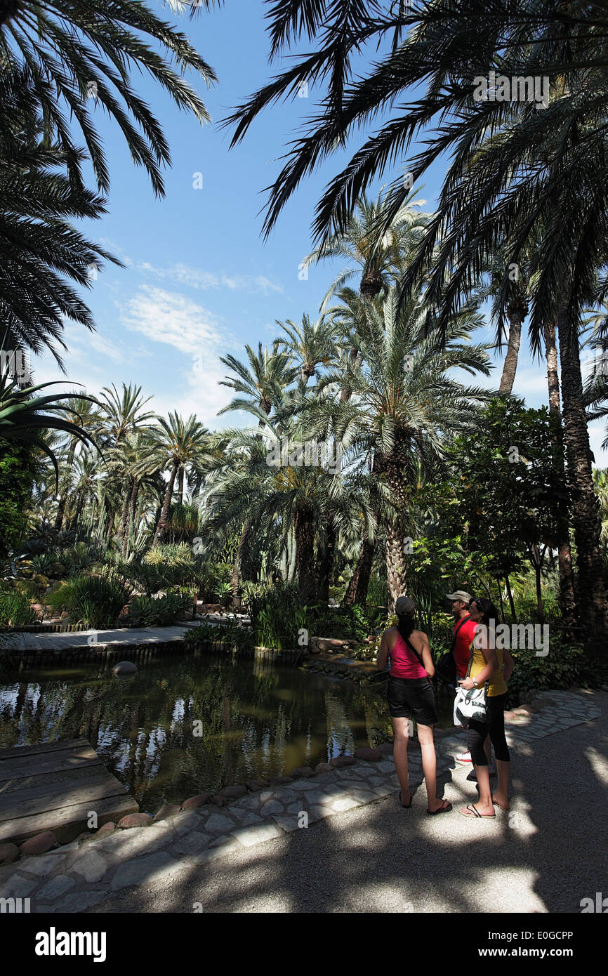 Palmeral di Elche, Huerto del Cura, Elche, UNESCO sito Natura, PROVINCIA Alicante, Spagna Foto Stock