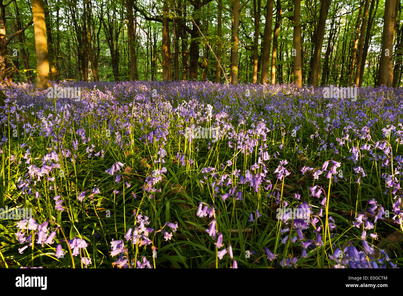 Alba e sole primaverile brilla la vita in un antico castagno bosco di faggio con un pavimento di foresta delle Bluebells Foto Stock