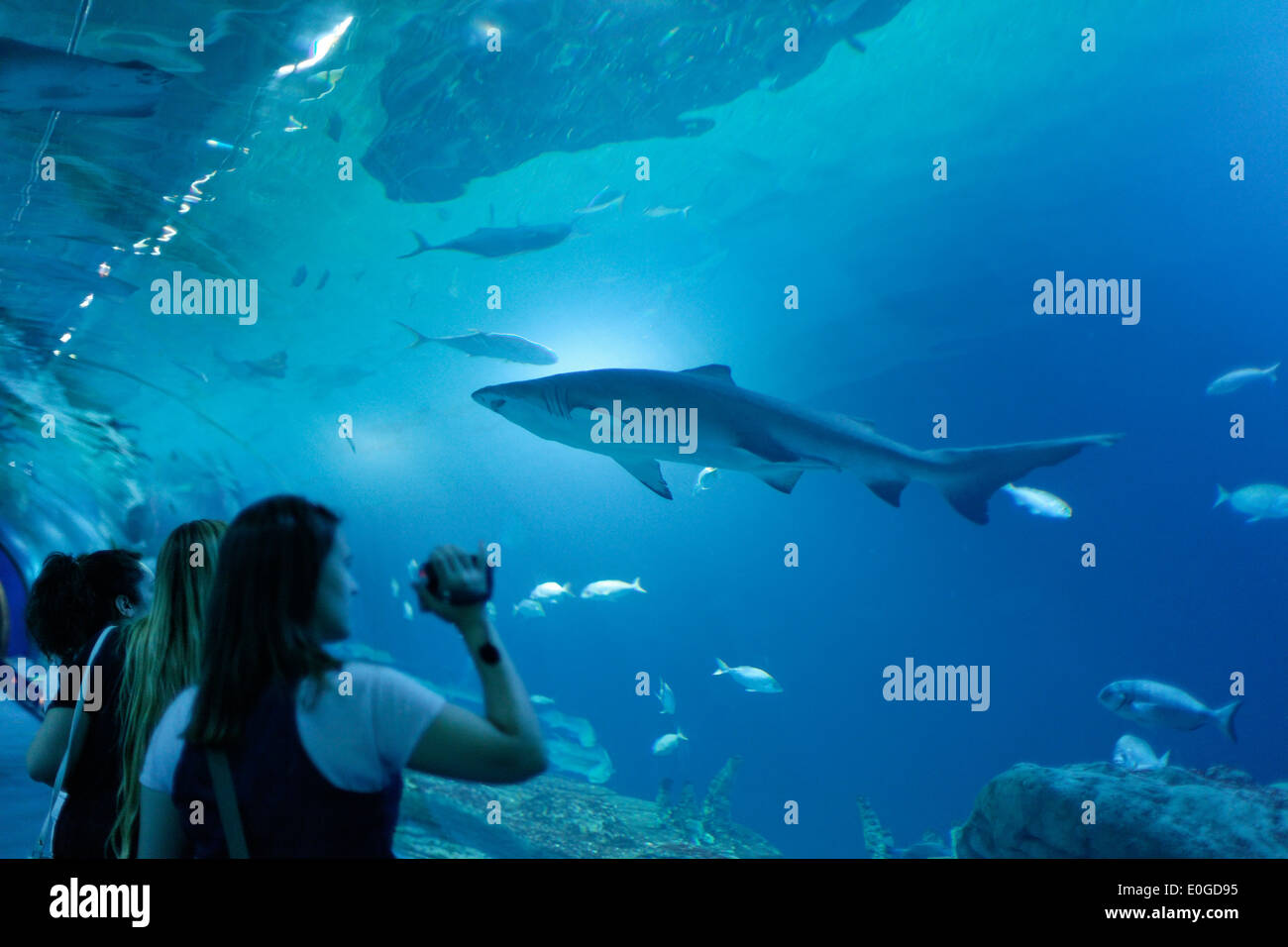 Serbatoio di squalo, L' oceanografo, il più grande acquario d'Europa, Provincia Valencia, Valencia, Spagna Foto Stock