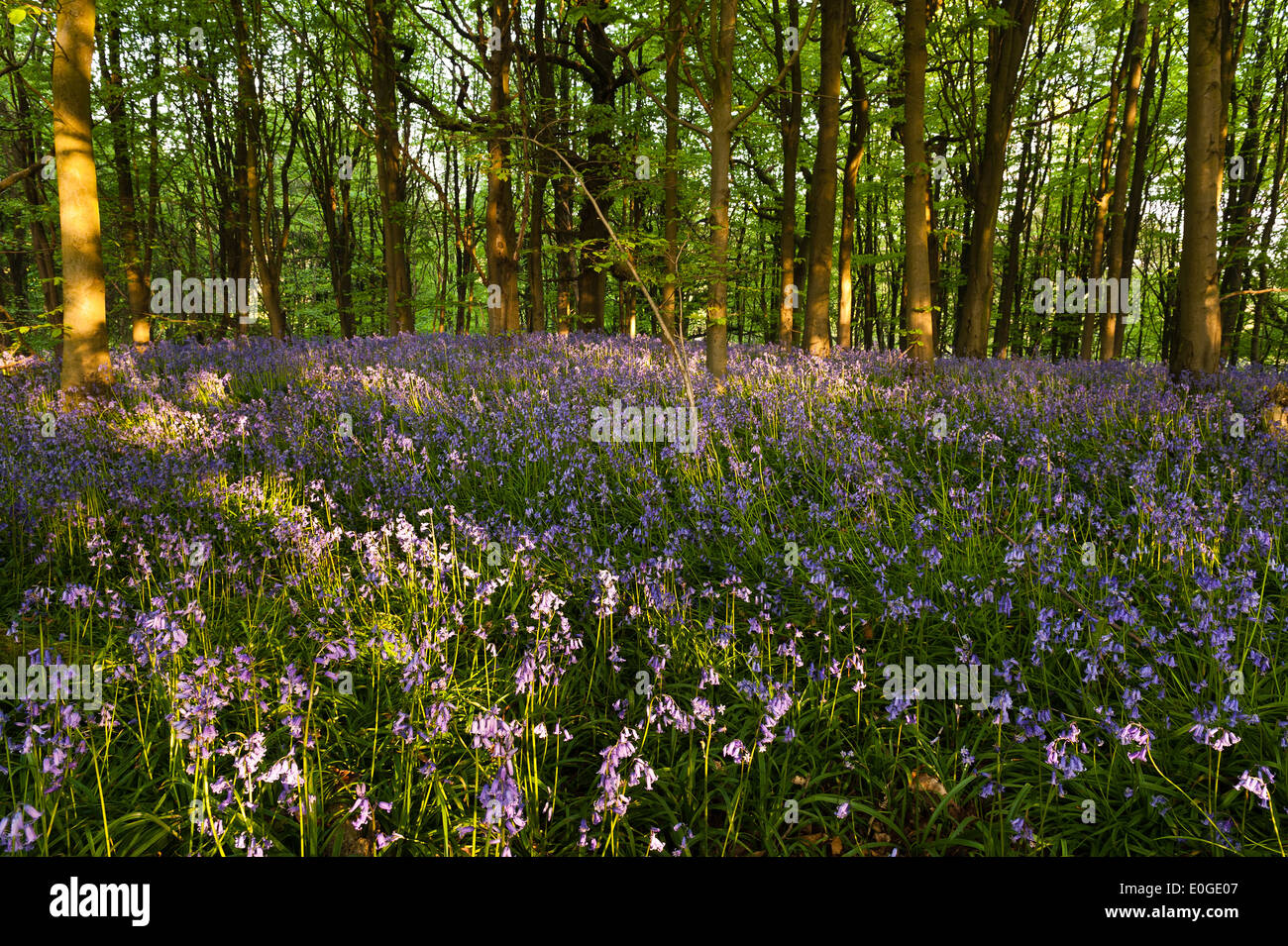 Alba e sole primaverile brilla la vita in un antico castagno bosco di faggio con un pavimento di foresta delle Bluebells Foto Stock
