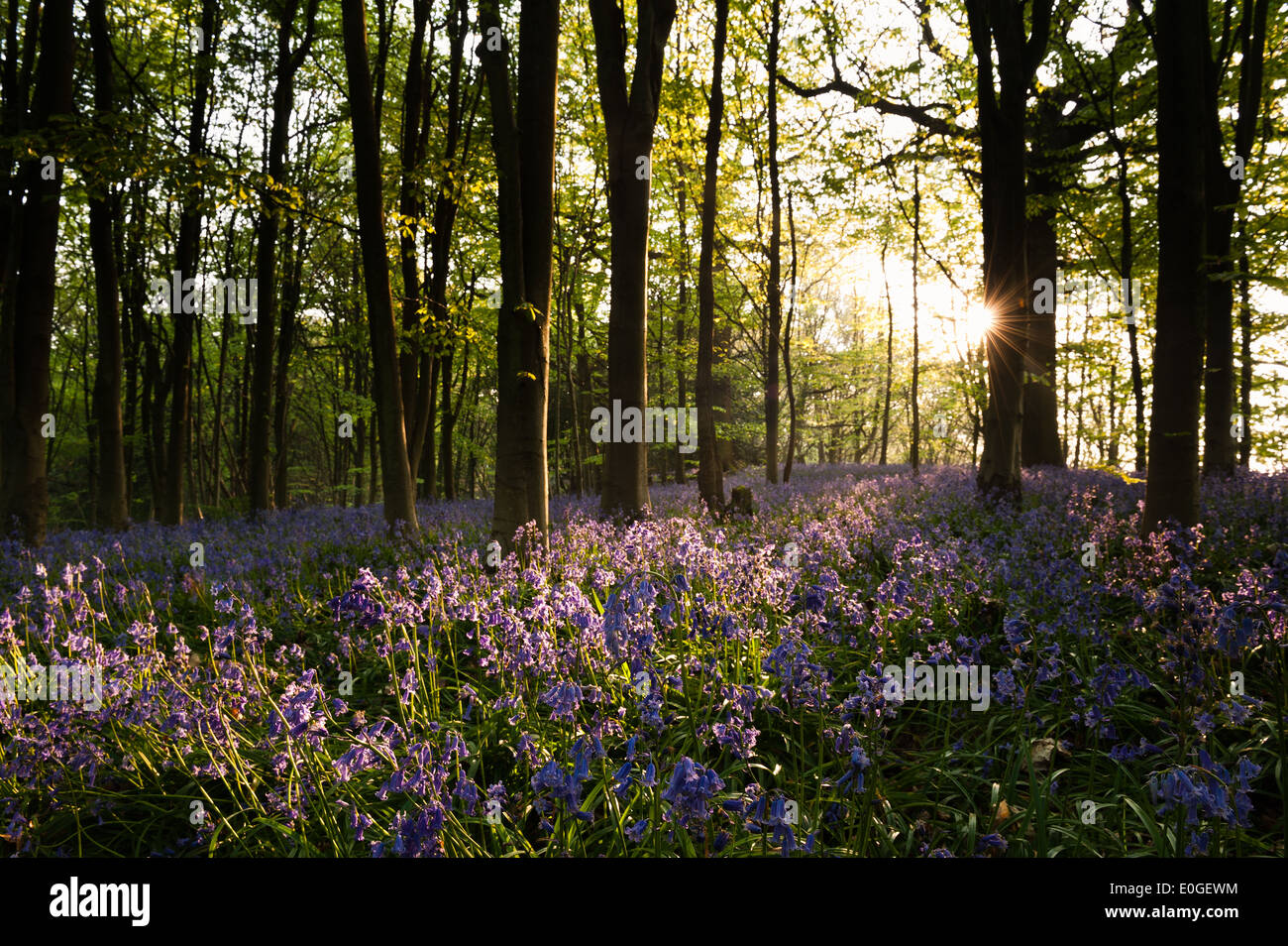 Alba e sole primaverile brilla la vita in un antico castagno bosco di faggio con un pavimento di foresta delle Bluebells Foto Stock