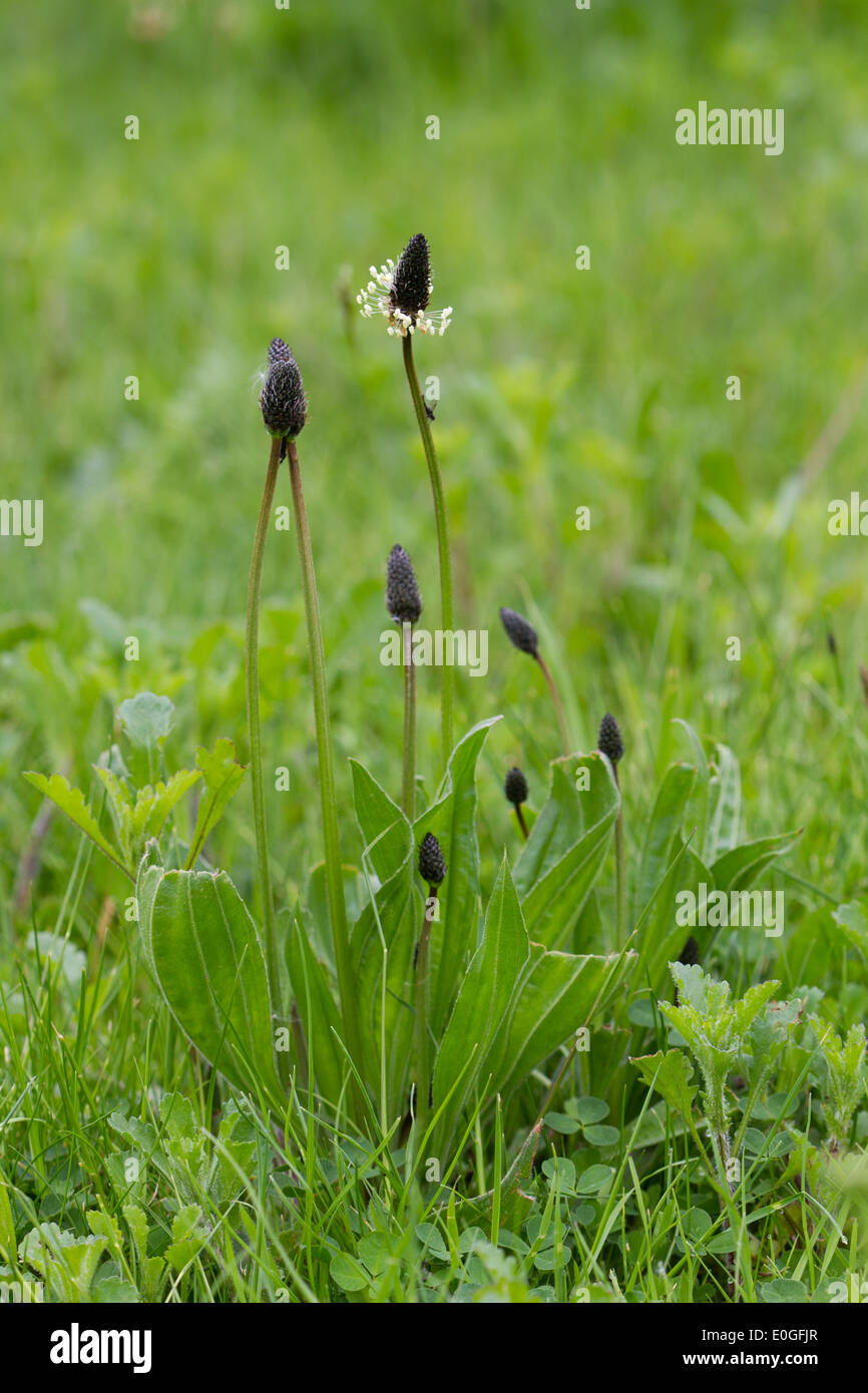 Ribwort piantaggine (Planzago lanceolata) Foto Stock