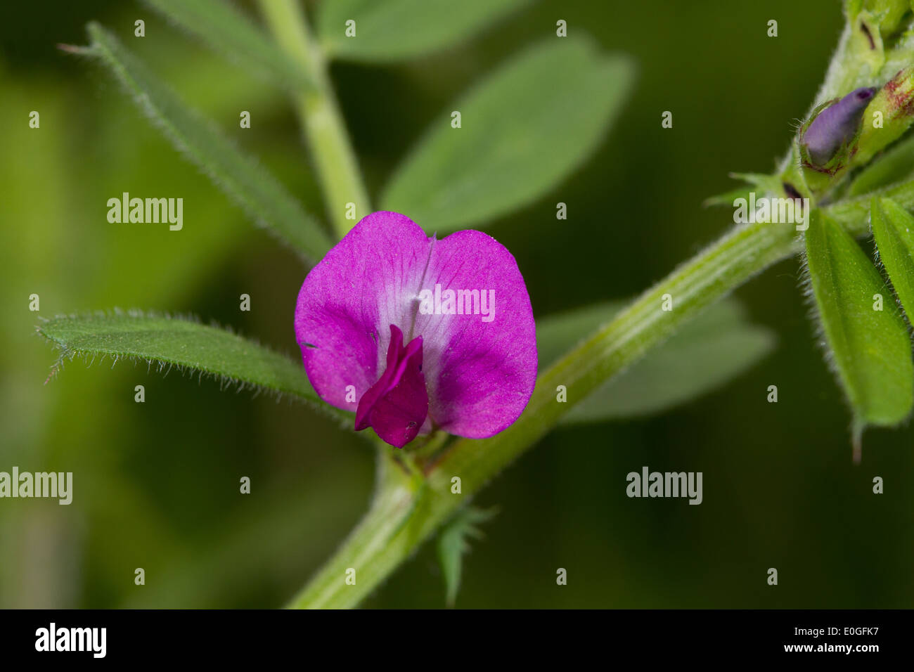 Comune di veccia (Vicia sativa) Foto Stock