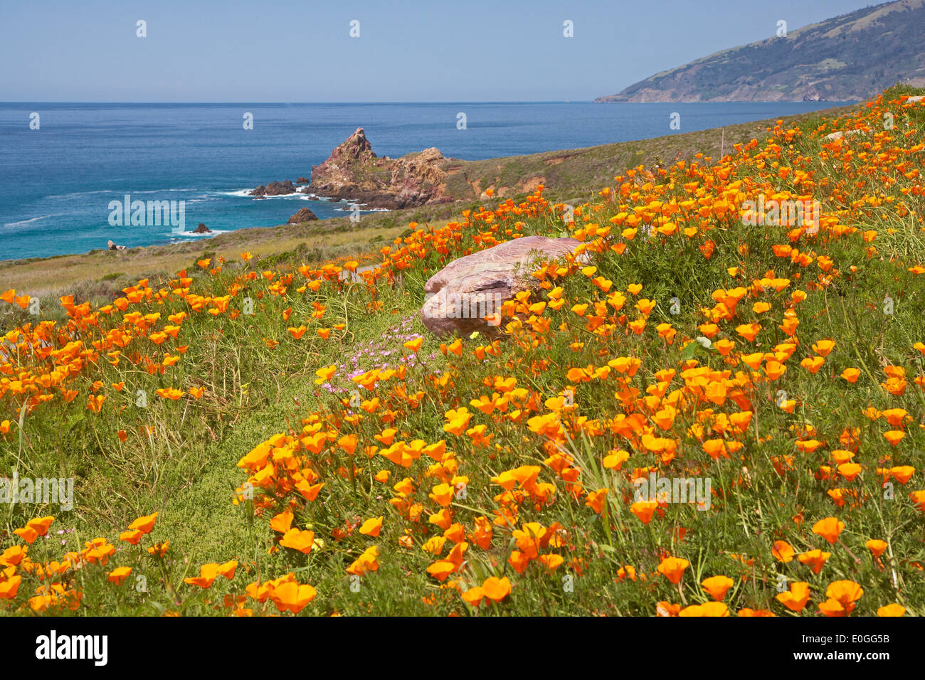 Papavero californiano presso la costa del Pacifico, l'Oceano Pacifico, California, USA, America Foto Stock