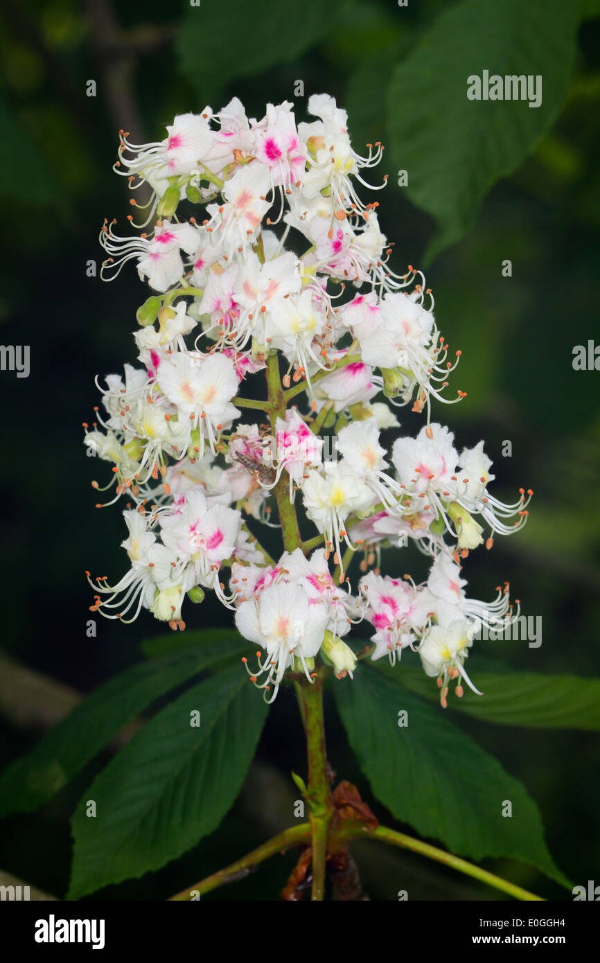 Ippocastano (Aesculus hippocastanum) Foto Stock