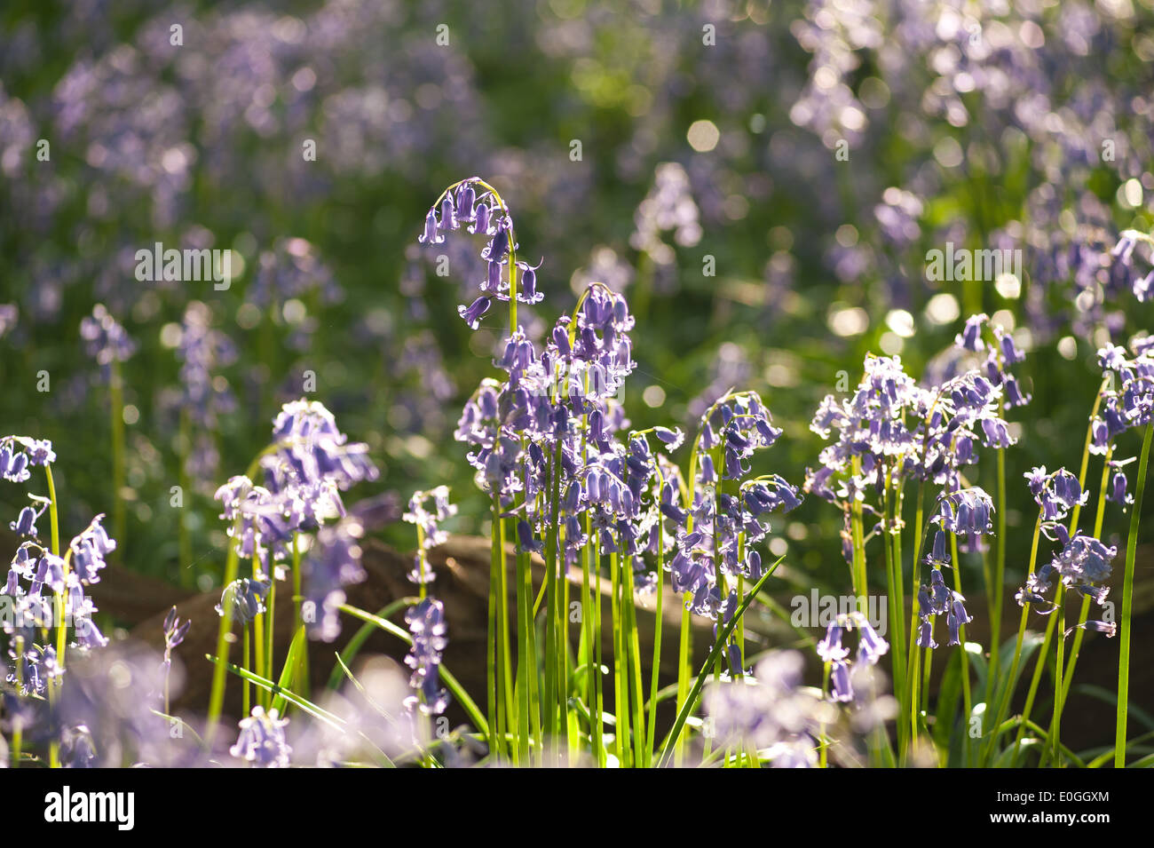 Alba e sole primaverile brilla la vita in un antico castagno bosco di faggio con un pavimento di foresta delle Bluebells Foto Stock