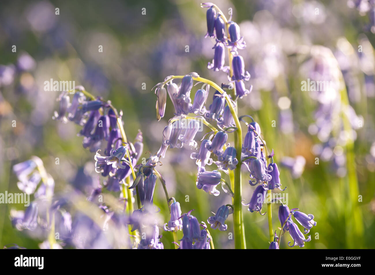 Alba e sole primaverile brilla la vita in un antico castagno bosco di faggio con un pavimento di foresta delle Bluebells Foto Stock