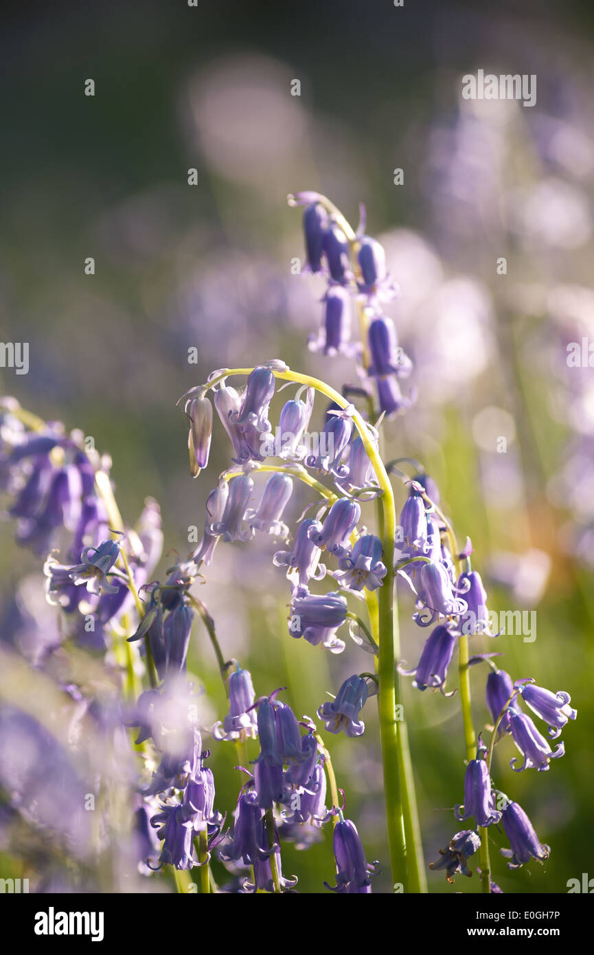 Alba e sole primaverile brilla la vita in un antico castagno bosco di faggio con un pavimento di foresta delle Bluebells Foto Stock