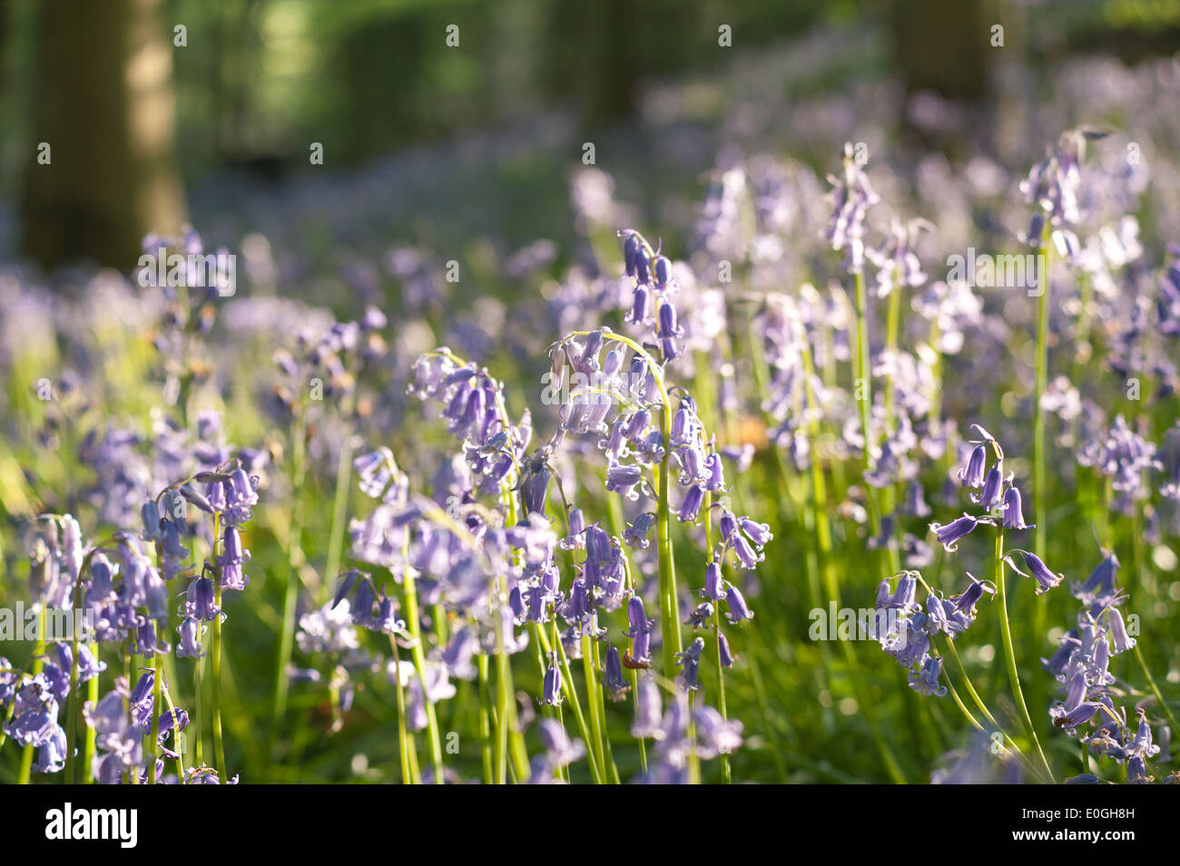 Alba e sole primaverile brilla la vita in un antico castagno bosco di faggio con un pavimento di foresta delle Bluebells Foto Stock