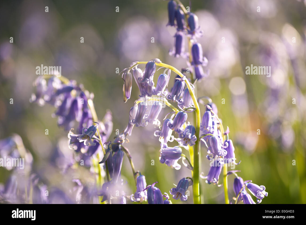 Alba e sole primaverile brilla la vita in un antico castagno bosco di faggio con un pavimento di foresta delle Bluebells Foto Stock