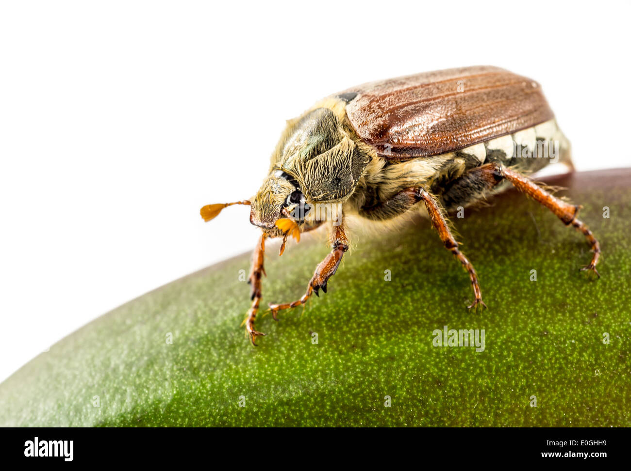 Isolati possono beetle su una foglia Foto Stock