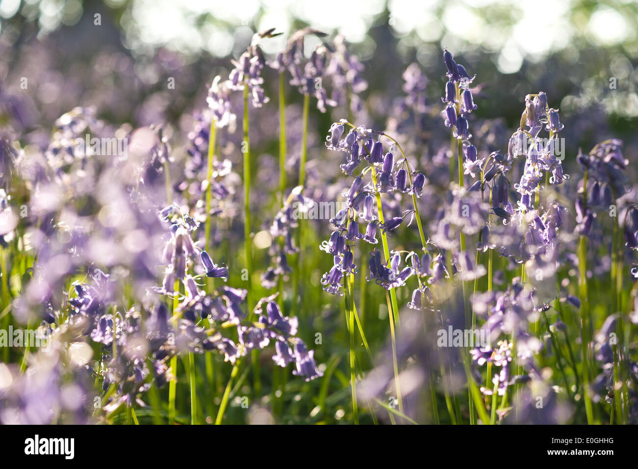 Alba e sole primaverile brilla la vita in un antico castagno bosco di faggio con un pavimento di foresta delle Bluebells Foto Stock