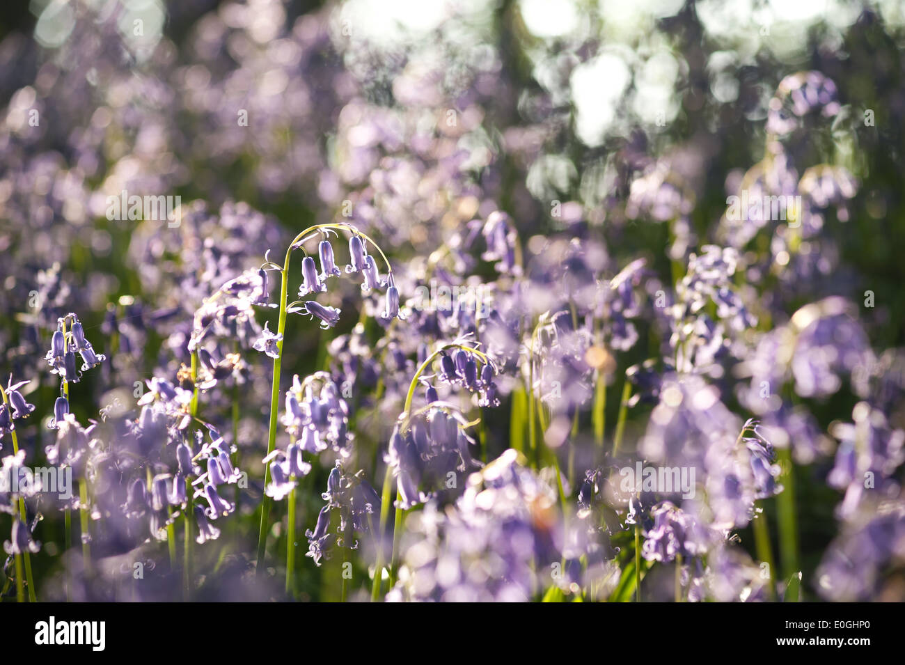 Alba e sole primaverile brilla la vita in un antico castagno bosco di faggio con un pavimento di foresta delle Bluebells Foto Stock