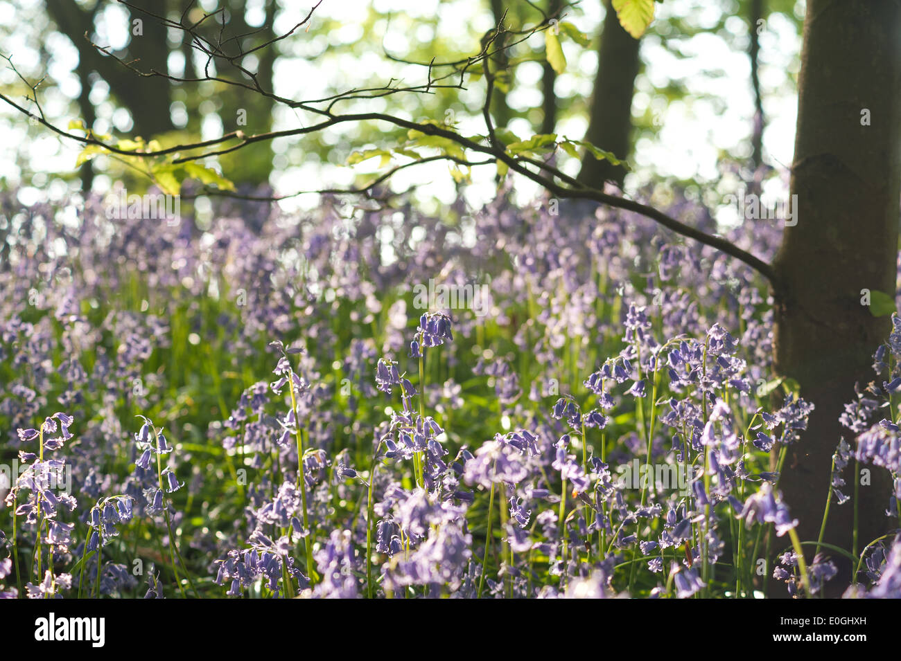 Alba e sole primaverile brilla la vita in un antico castagno bosco di faggio con un pavimento di foresta delle Bluebells Foto Stock
