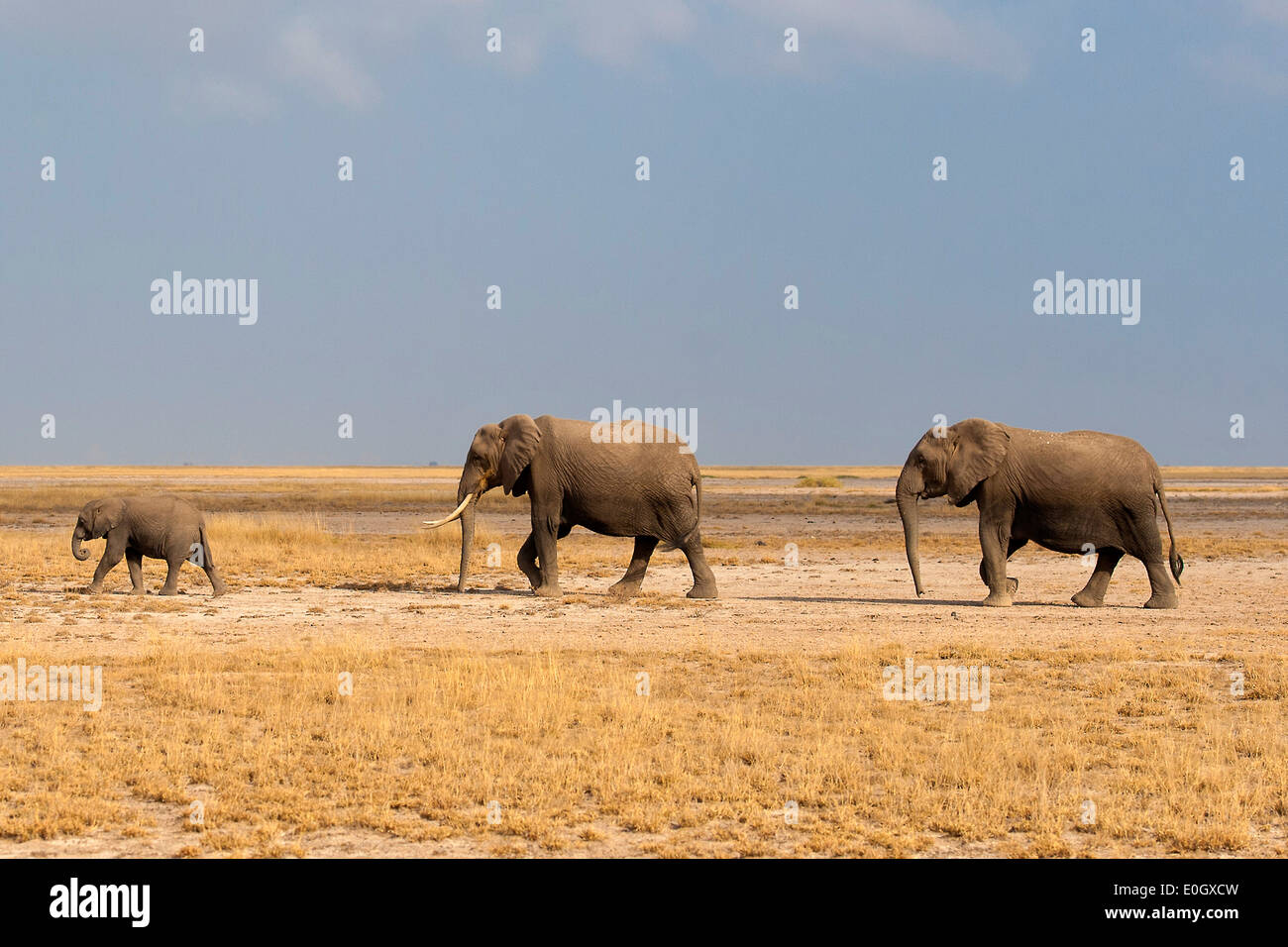 Gli elefanti africani in Amboseli Parco nazionale, Kenya., elefanti africani in Amboseli National Park Foto Stock