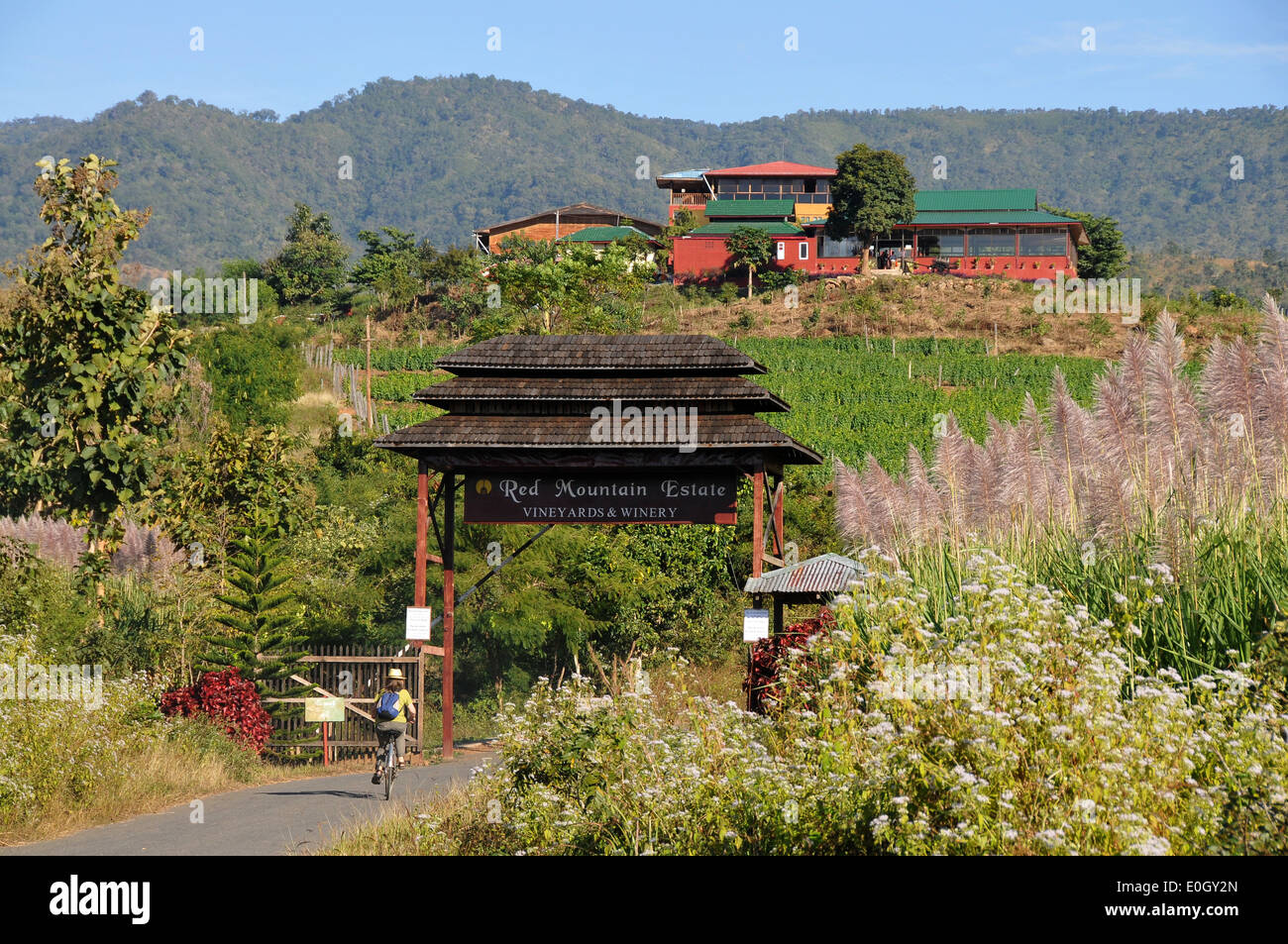 Vigneti di montagna rossa Station Wagon Nyaungshwe vicino al Lago Inle, MYANMAR Birmania, Asia Foto Stock