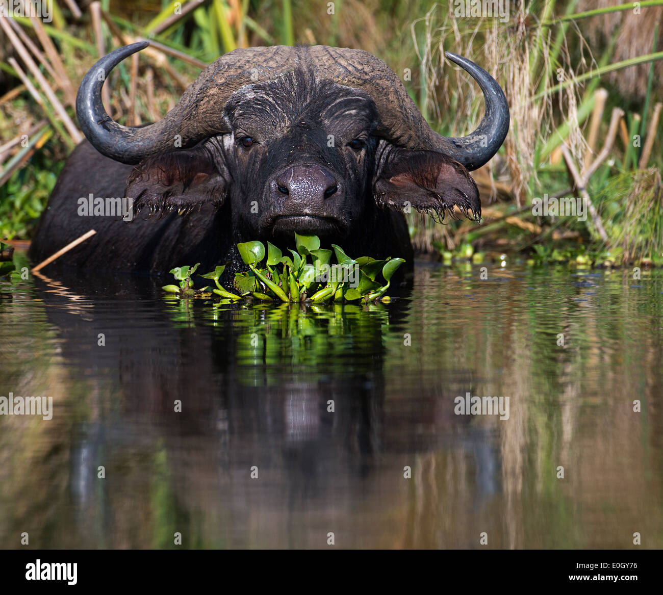Bufalo d'acqua, African buffalo, African buffalo (Syncerus caffer) fata cosa tra il papiro in salamoia a Naivasha, Kenya Foto Stock