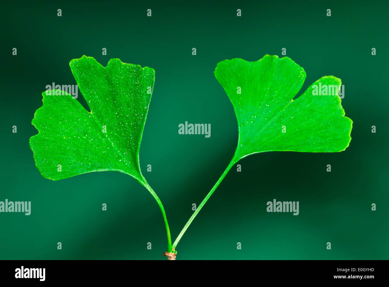 lama del ginkgo Foto Stock