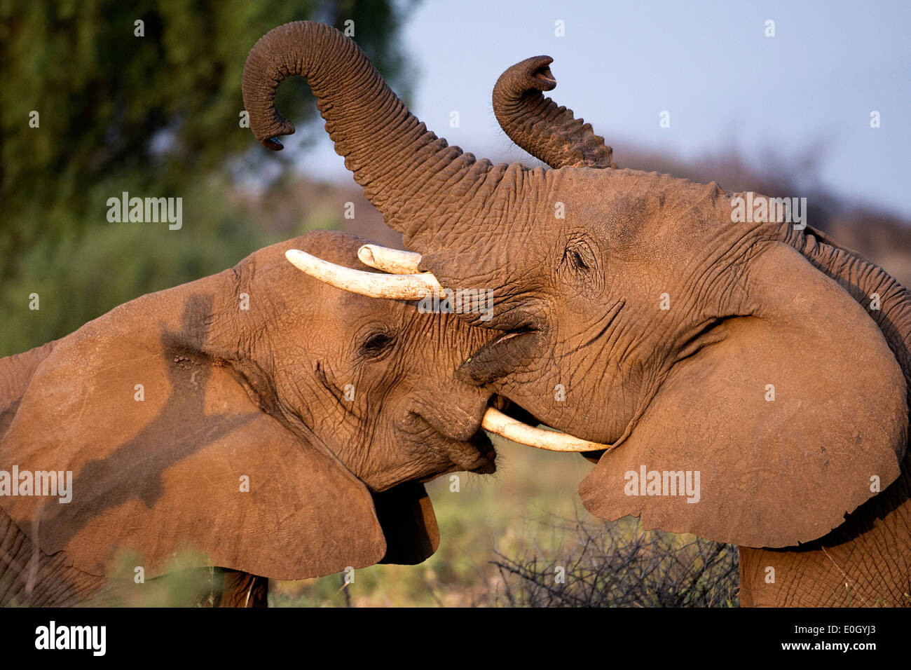 Due giovani elefanti combattono in Samburu riserva nazionale, Kenya., due giovani elefanti combattono in Samburu Riserva nazionale Foto Stock