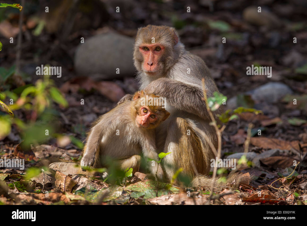 Il macaco Rhesus (macaca mulatta) a Jim Corbett National Park, India. Foto Stock