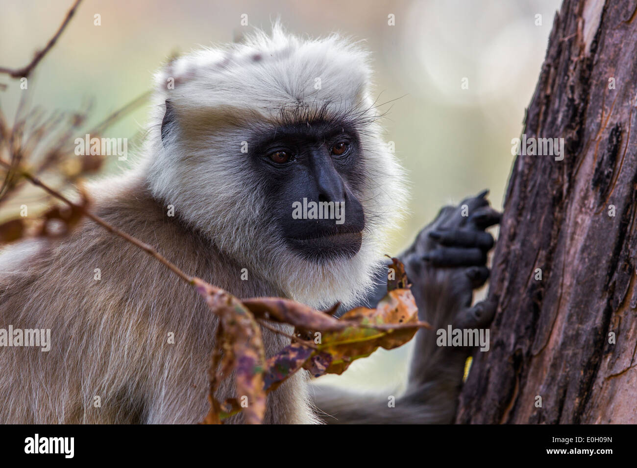 Indian languore, monkey (Presbytis entellus) su un albero a Jim Corbet National Park, India. Foto Stock