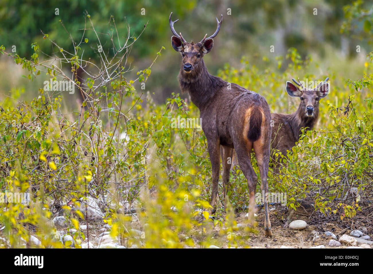 Sambar cervi cercando alert a Jim Corbett National Park, dell' India . ( Cervus unicolor ) Foto Stock