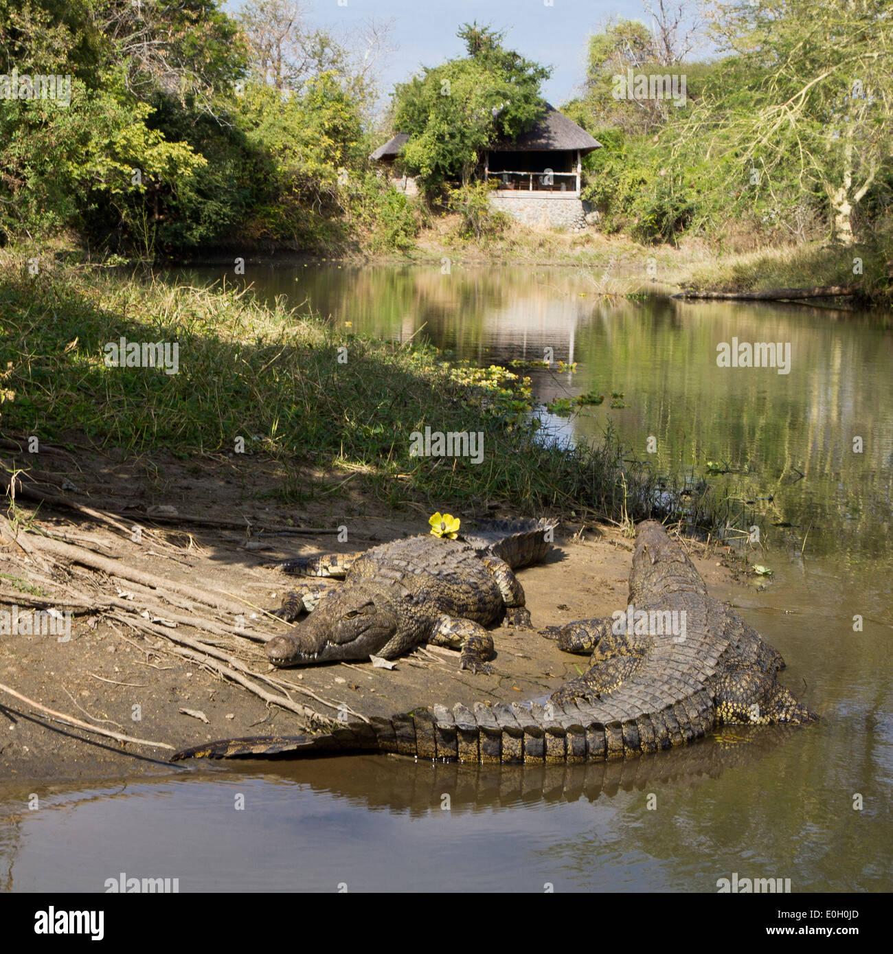 I coccodrilli di fronte Mvuu Lodge, Liwonde National Park, Malawi, Africa Foto Stock
