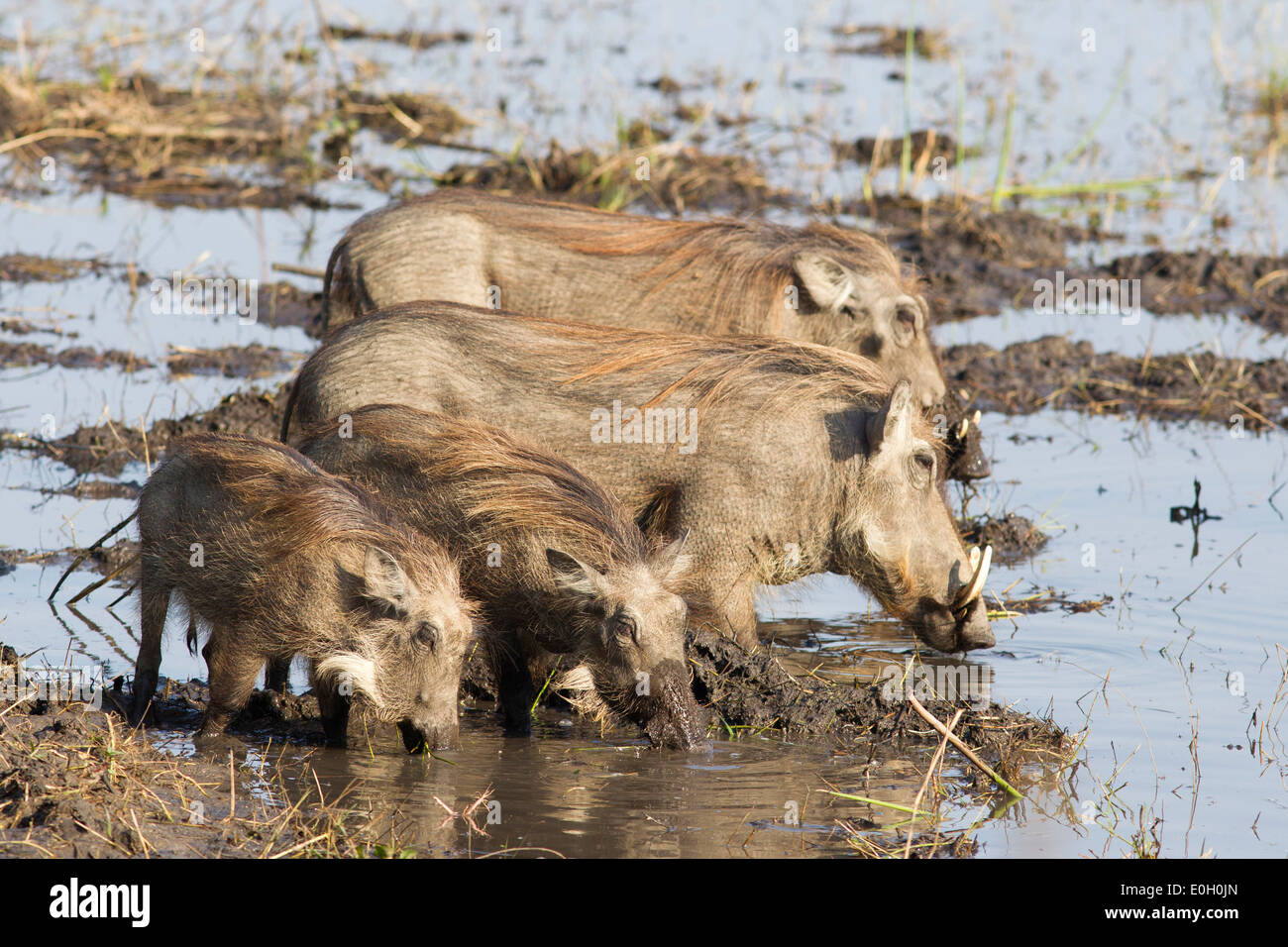 Warthog famiglia, Liwonde National Park, Malawi, Africa Foto Stock