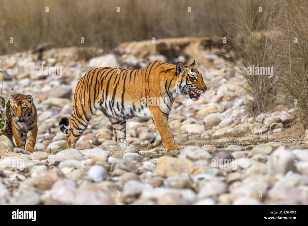 Tigre del Bengala con il suo cucciolo sul letto del fiume a Jim Corbett National Park, India [Panthera Tigris] Foto Stock