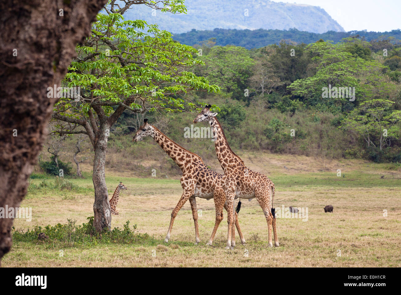 Due Massai giraffe, Giraffa camelopardalis, Parco Nazionale di Arusha, Tanzania, Africa orientale, Africa Foto Stock