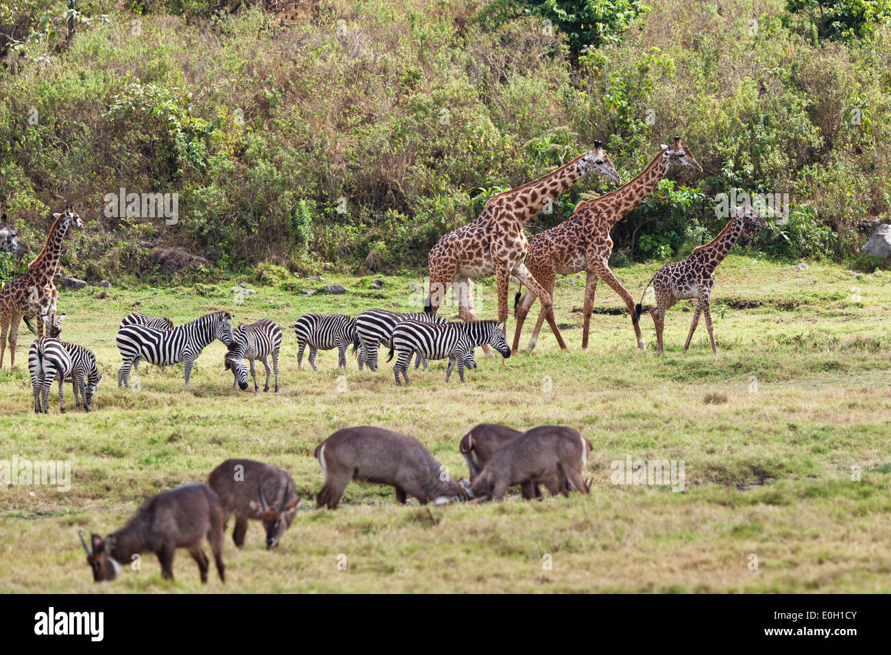 Massai giraffe, Giraffa camelopardalis, zebre e waterbucks, Parco Nazionale di Arusha, Tanzania, Africa orientale, Africa Foto Stock