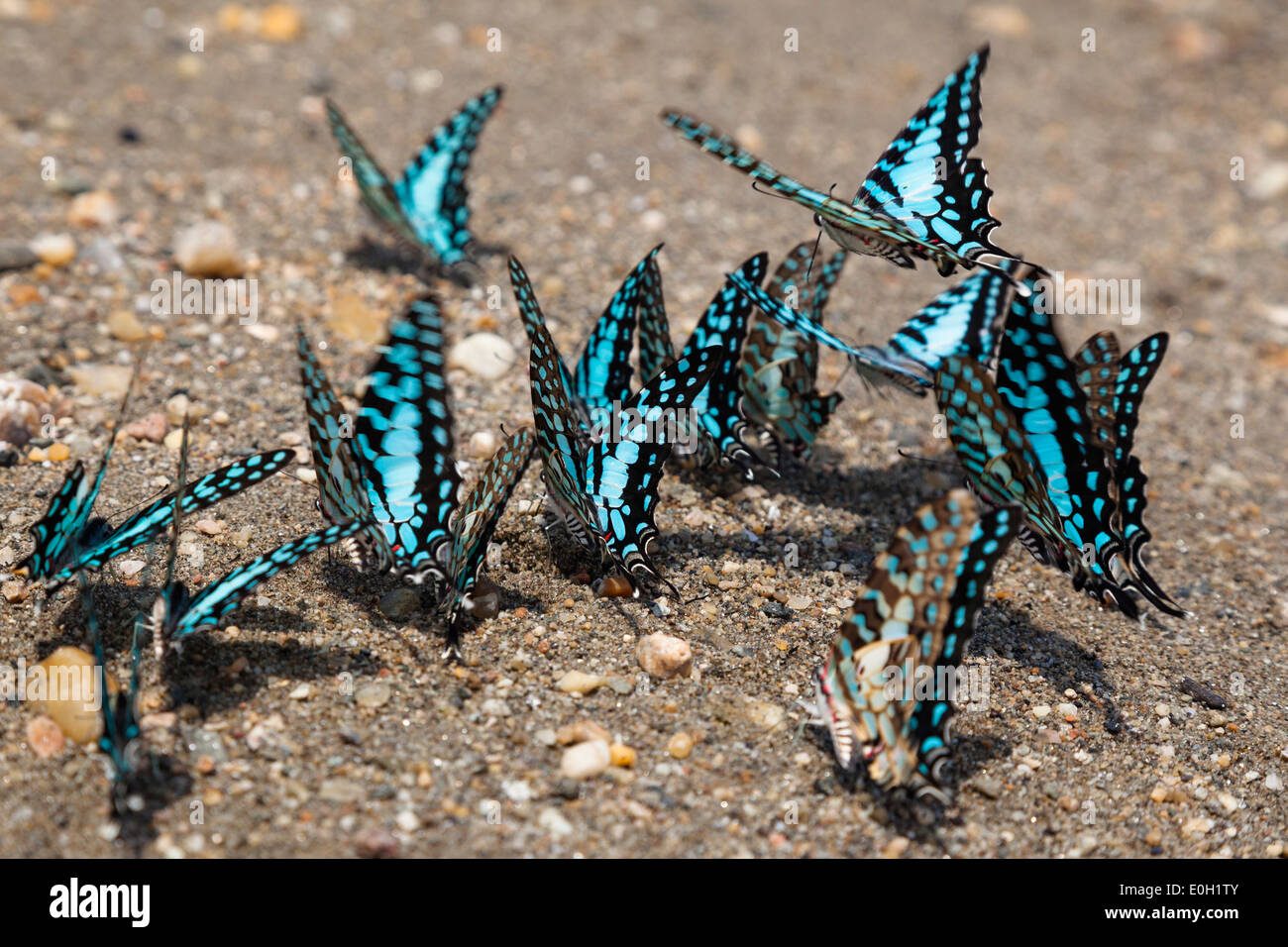 Swordtail comune farfalle a lago Tanganica, Graphium policenes, Mahale Mountains National Park, Tanzania Africa Orientale, Afri Foto Stock