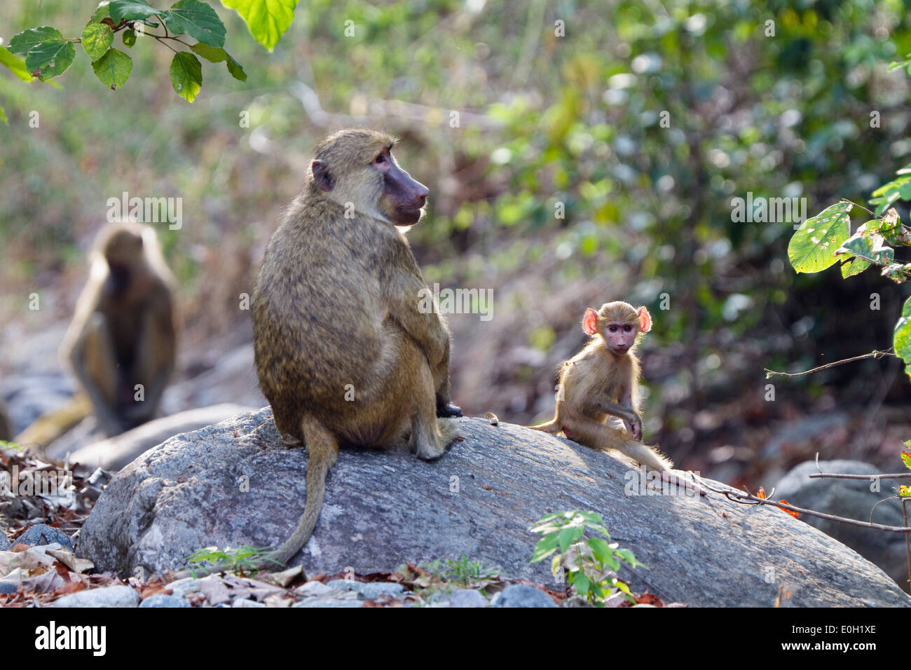 Babbuino giallo con baby, Papio cynocephalus kindae, Lago Tanganica, Mahale Mountains National Park, Tanzania Africa Orientale, Afri Foto Stock