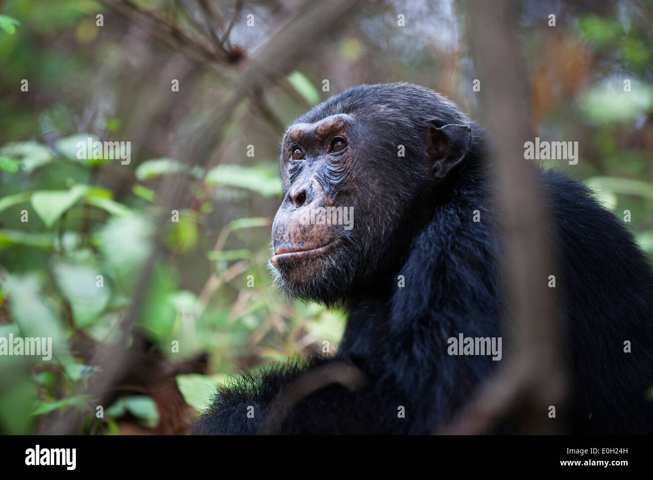 Uno scimpanzé maschi, Pan troglodytes, Mahale Mountains National Park, Tanzania, Africa orientale, Africa Foto Stock