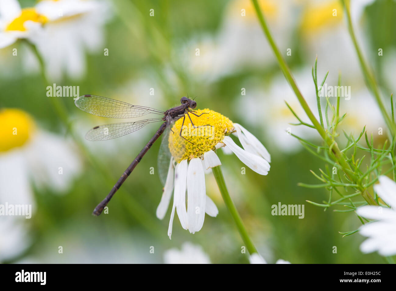 Damselfly Spreadwing, Lestes spp., appollaiato su un senza profumo fiore di camomilla, St Albert, Alberta Foto Stock