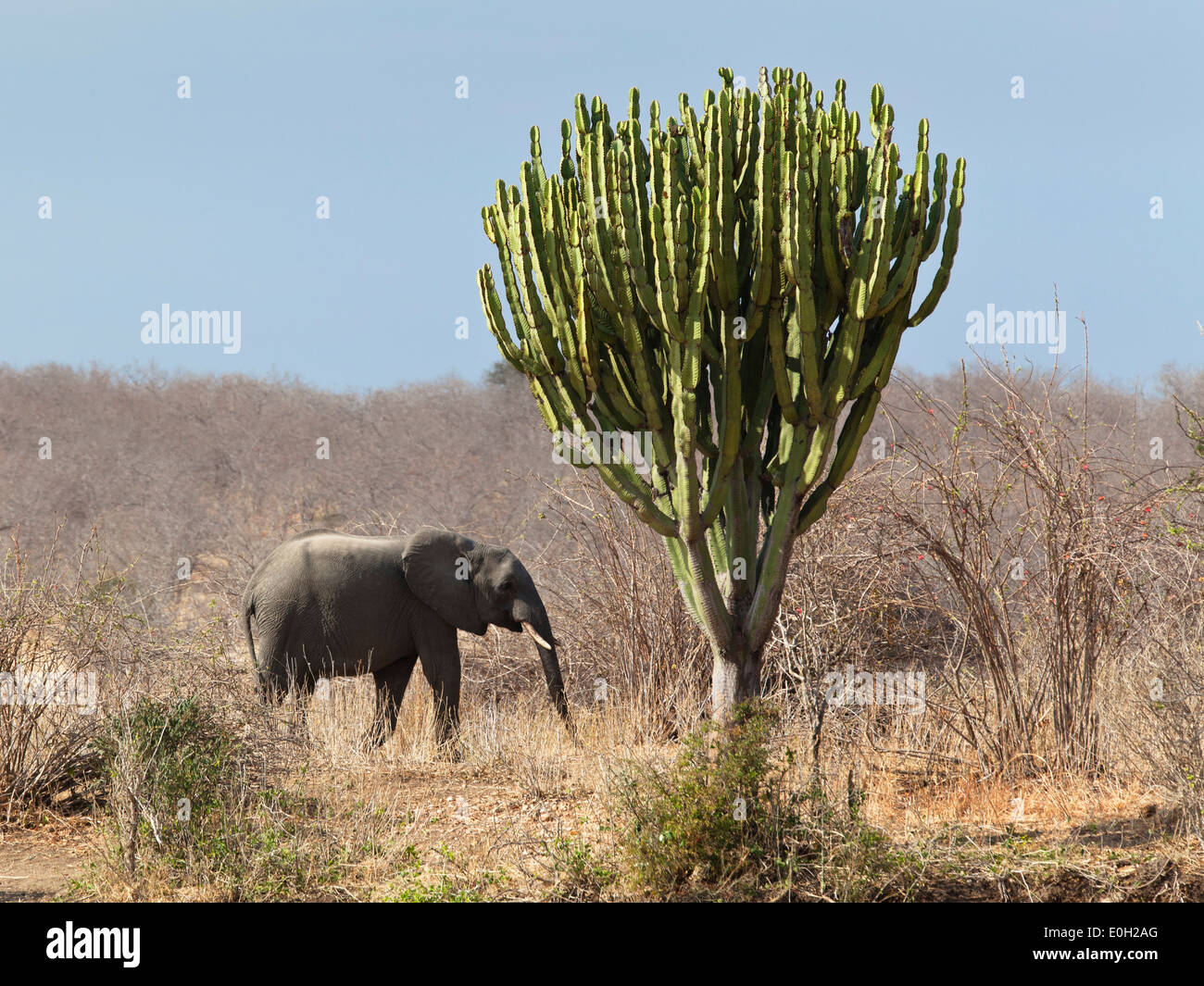 Elefante africano Loxodonta africana e euphorbia, Euphorbia candelabro, Ruaha National Park, Tanzania, Africa orientale, Africa Foto Stock