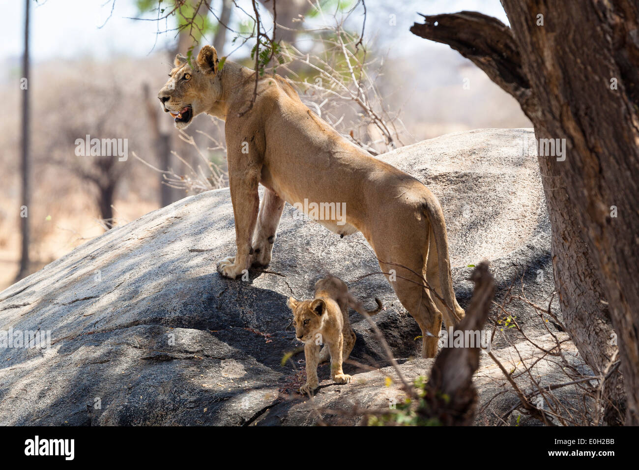 Leone africano, femmina con cub Panthera leo, Ruaha National Park, Tanzania, Africa orientale, Africa Foto Stock
